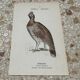 Naturalist engraving botanical plate birds 1908