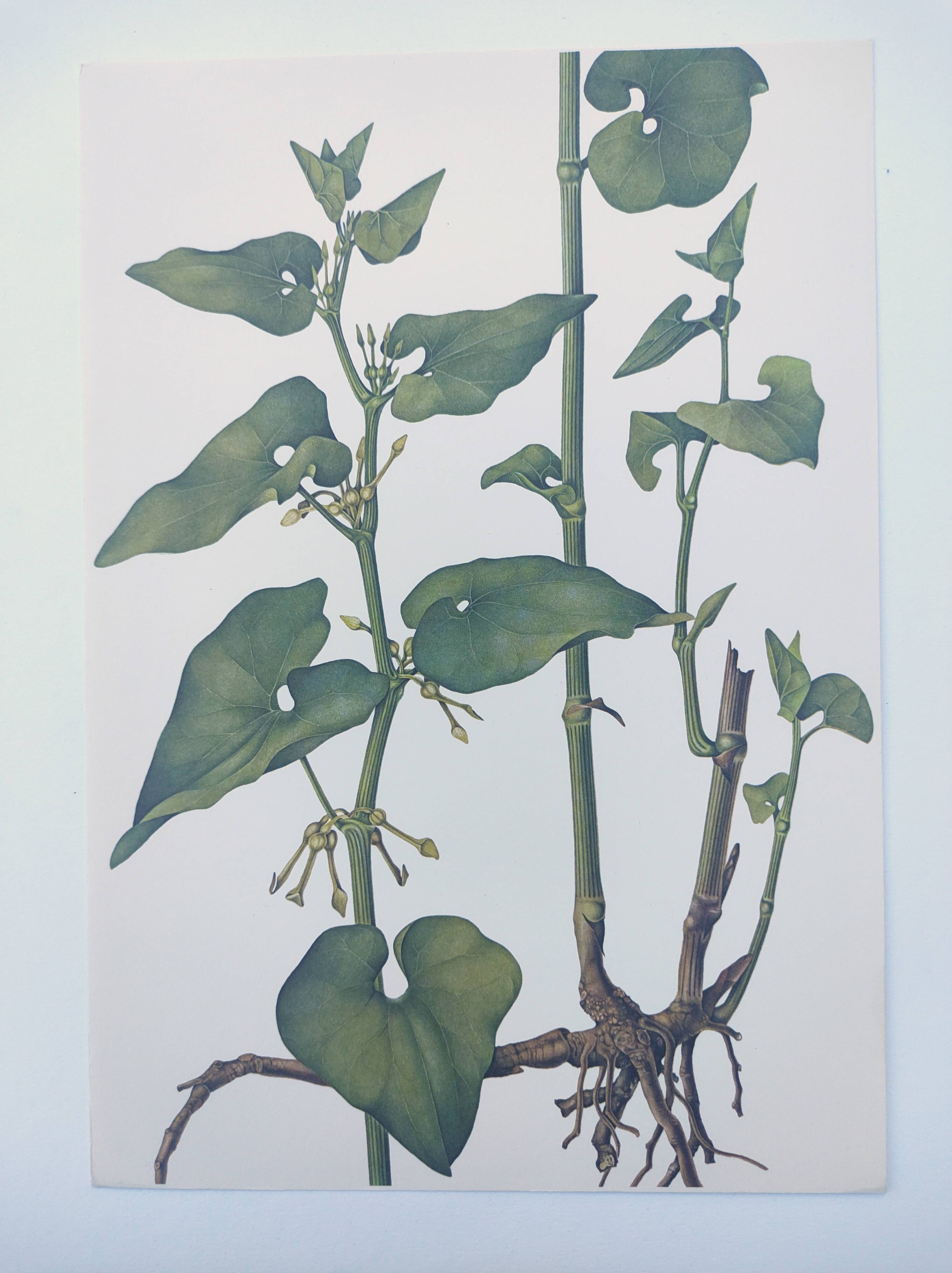 Vintage botanical print from 1978 - Birthwort - wild plant