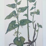 Vintage botanical print from 1978 - Birthwort - wild plant