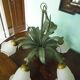 Chandelier of 5 corollas in white granite glass, central decoration with foliage 70s /80s