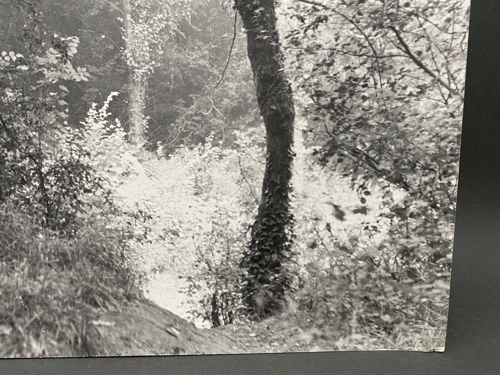 Silver gelatin photograph by Bernard Darot, Undergrowth, 20th century