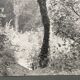 Silver gelatin photograph by Bernard Darot, Undergrowth, 20th century