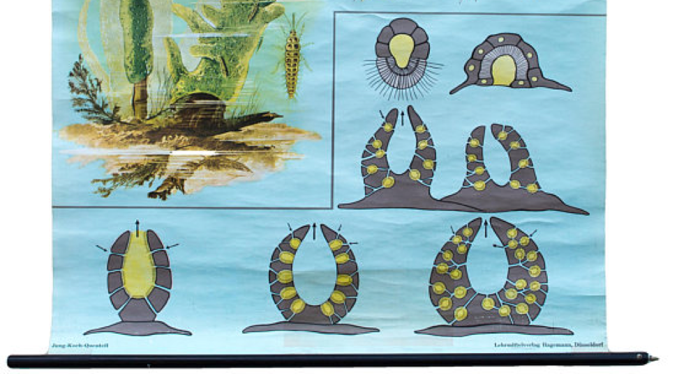 Poster of Jung-Koch-Quentell School, Sponges, 1969