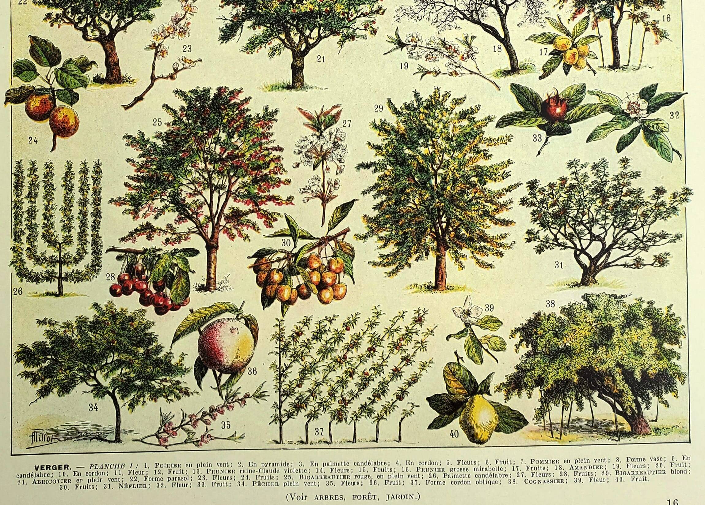Planche botanique 1928 A. Millot - Verger, arbre fruitier, jardin, récolte