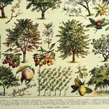 Planche botanique 1928 A. Millot - Verger, arbre fruitier, jardin, récolte