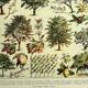 Botanical plate 1928 A. Millot - Orchard, fruit tree, garden, harvest