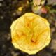 Impressive Art Deco lamp in marbled yellow opaline.