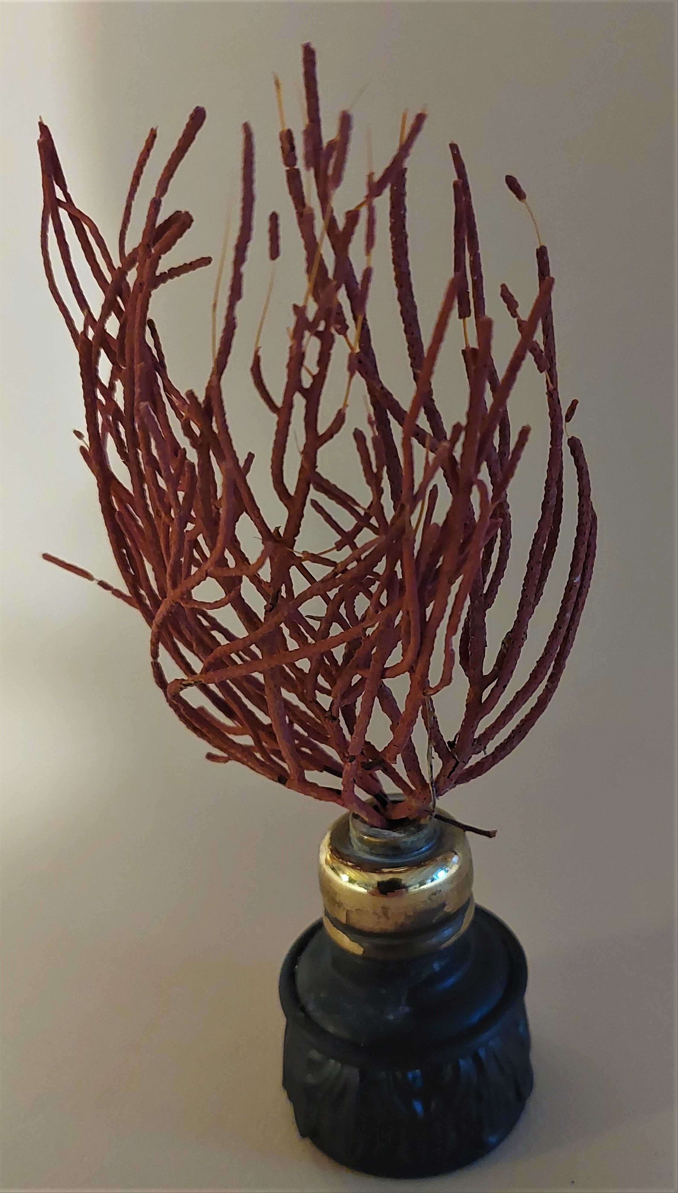 Cabinet of Curiosities red coral ellisella ceratophyta on base