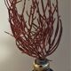 Cabinet of Curiosities red coral ellisella ceratophyta on base