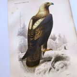 Antique print from 1849. Imperial Eagle by E. Travies. Engraving by Orbigny.