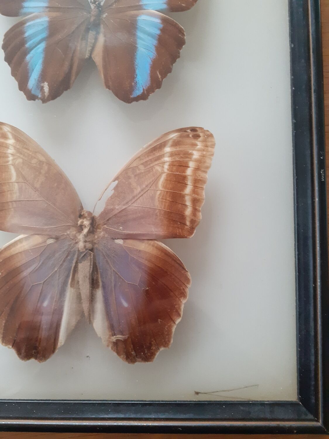 Lot de deux cadres de papillons exotiques