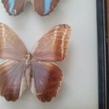 Set of two exotic butterfly frames