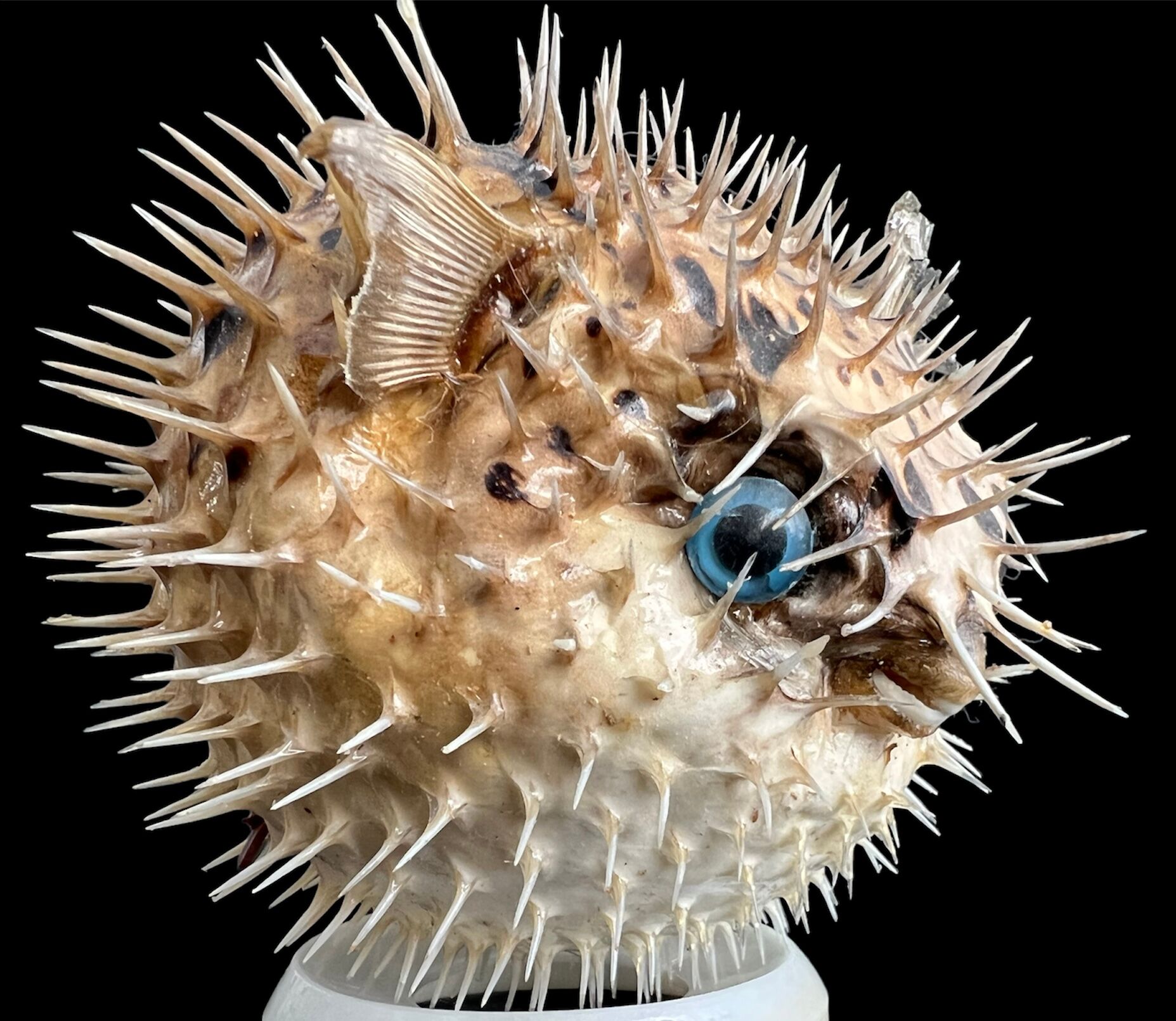 Naturalized diodon fish