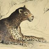 Original zoological plate of 1839 " leopard, lynx,.... "
