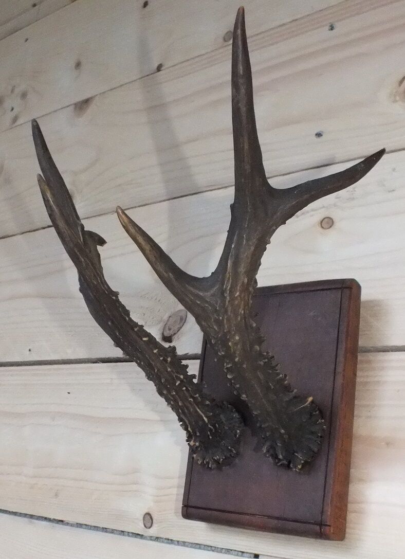 Hunting trophy, deer antler