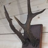 Hunting trophy, deer antler