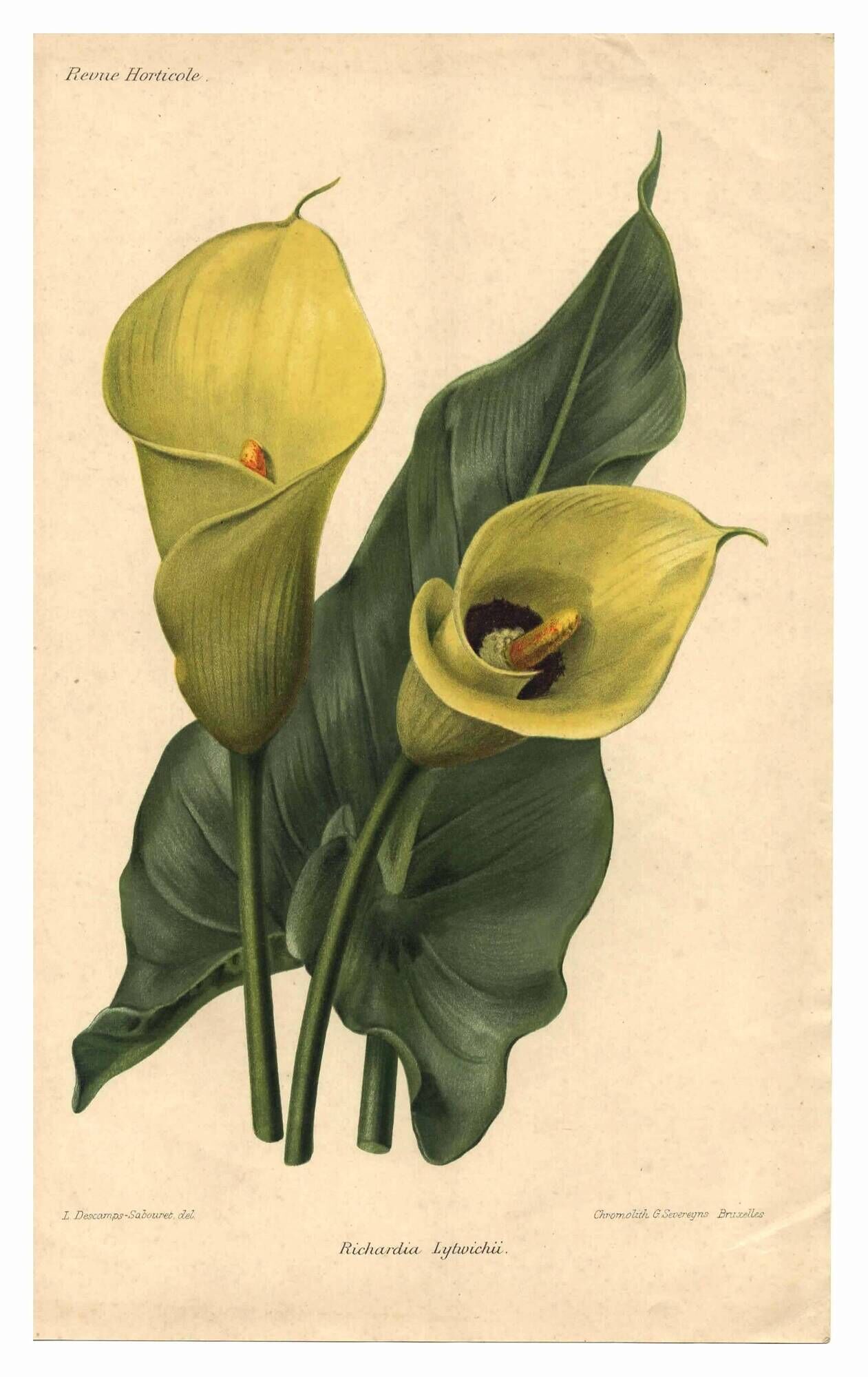 Botanical engraving from 1896 by Descamps-Sabouret • Richardia Lytwichii • Old lithograph