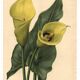 Botanical engraving from 1896 by Descamps-Sabouret • Richardia Lytwichii • Old lithograph