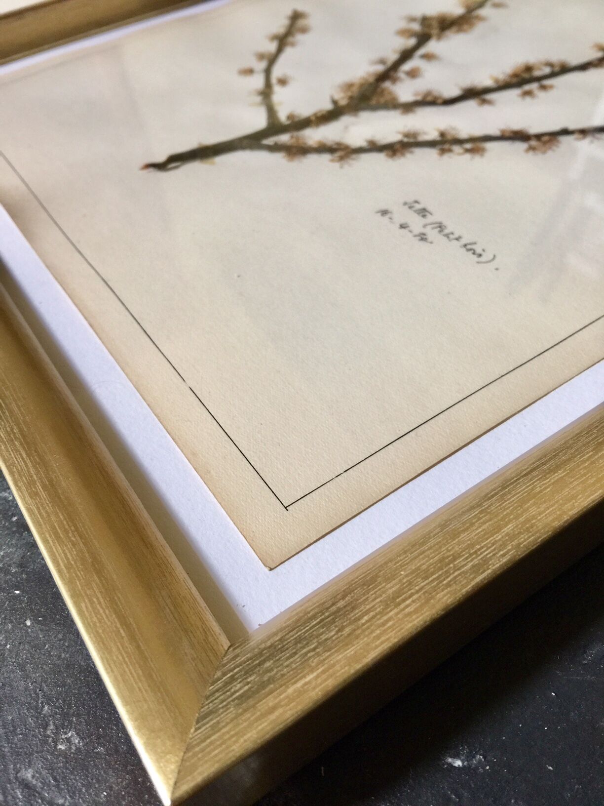 Lot de 6 planches herbier de 1950