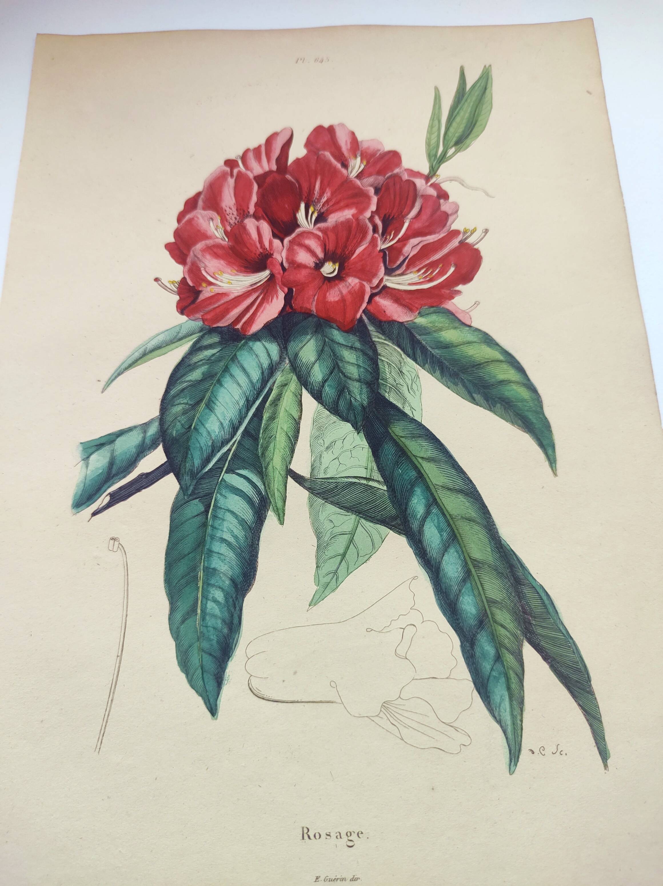 Gravure ancienne de 1838 -Rosage- Planche coloriée à la main botanique. Fleur de Du Casse.