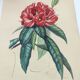 Gravure ancienne de 1838 -Rosage- Planche coloriée à la main botanique. Fleur de Du Casse.