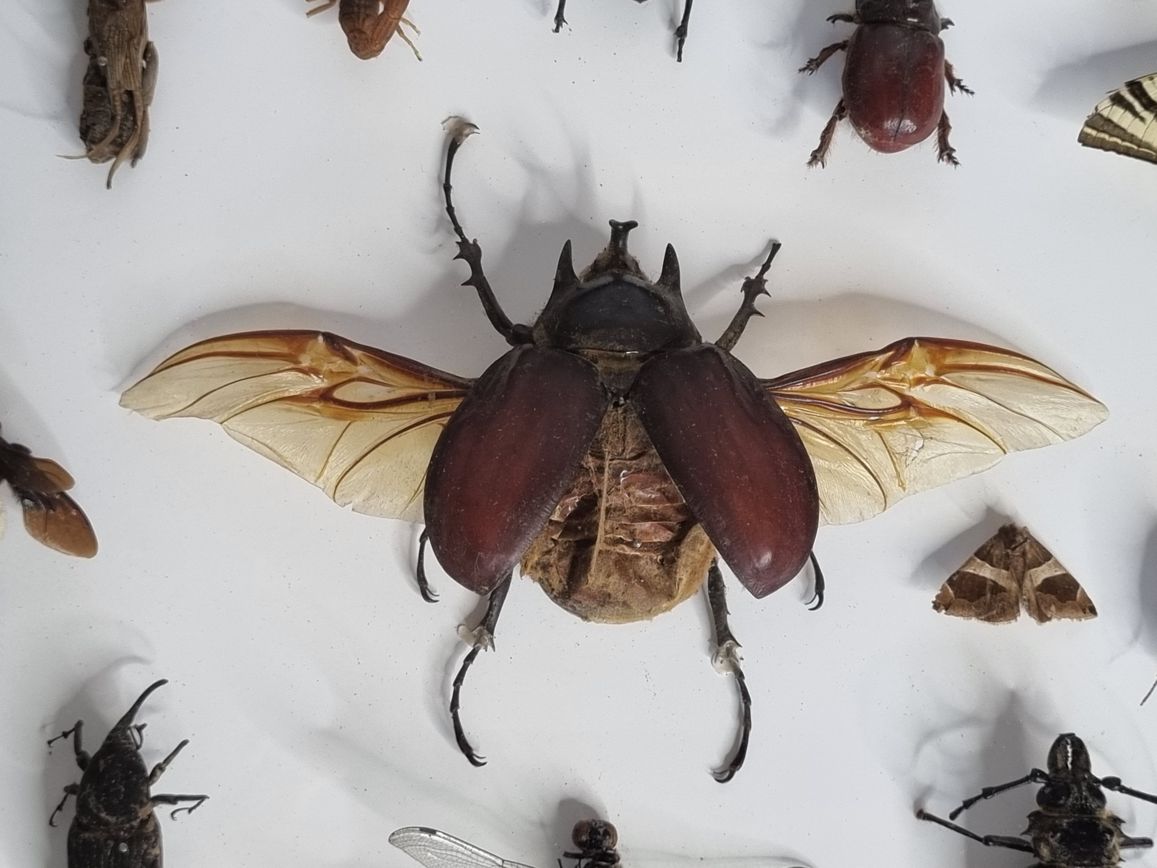 Tableau d'insectes naturalisés, ancienne collection d'entomologiste
