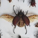 Tableau d'insectes naturalisés, ancienne collection d'entomologiste