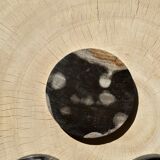 Set of 4 fossilized wooden coasters