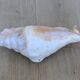 Great Shell – Giant Scallop Lambis truncata - Exceptional 37 cm