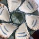 Old Terre de Fer oyster plate – Longchamp 1920, earthenware