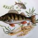 12 assiettes poisson marque PMR Bavaria Jaeger & Co.