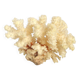 Corail blanc