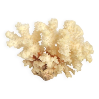 Corail blanc