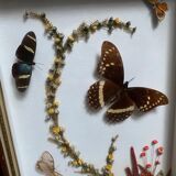 Naturalistic frame taxidermy butterflies vintage dried flowers