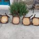 4 bentwood bistro chairs with a pattern on the seat
