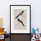 Lithography engraving vintage birds - Buffon 1850