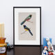 Lithographie gravure oiseaux vintage Buffon 1850