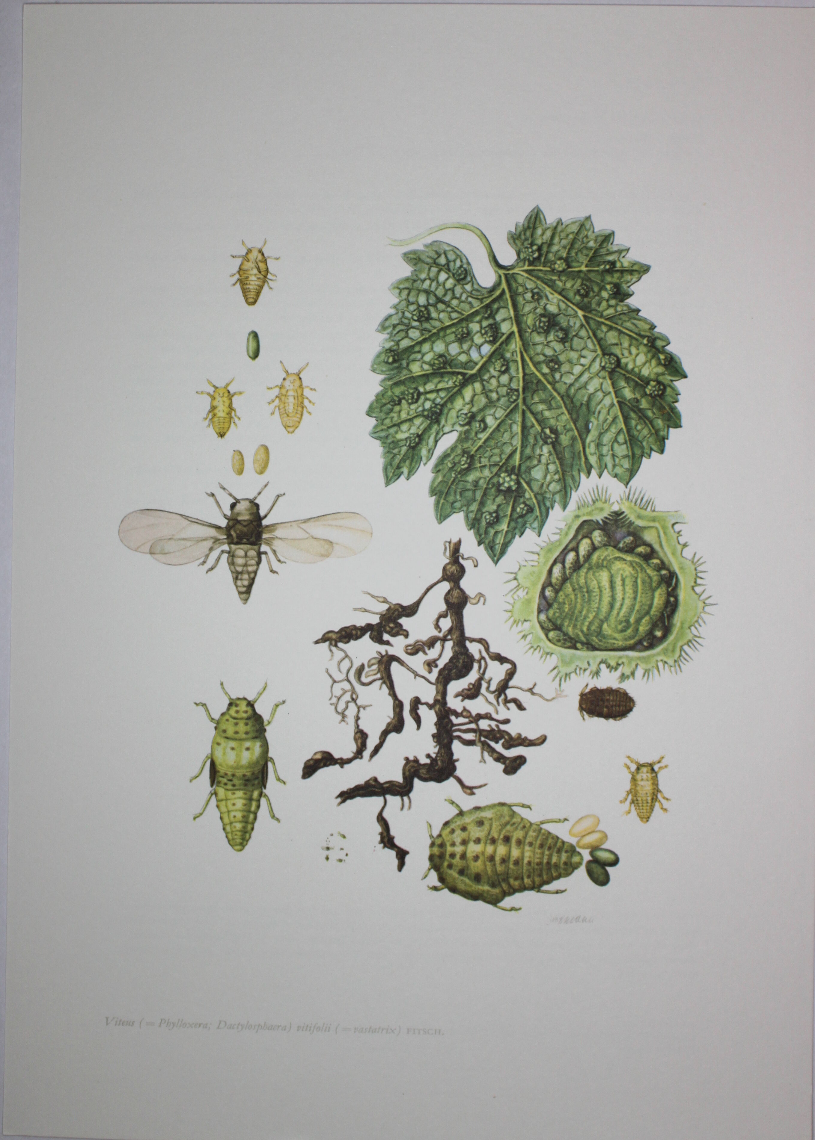 Phylloxera | 1961 | Insect Homoptera| Original pedagogical board| Entomology