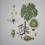 Phylloxera | 1961 | Insect Homoptera| Original pedagogical board| Entomology