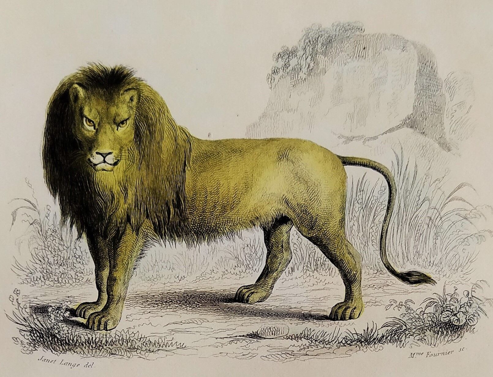 Zoological plank "Lion, Lioness, Lion cub" Buffon 1838