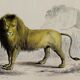 Zoological plank "Lion, Lioness, Lion cub" Buffon 1838