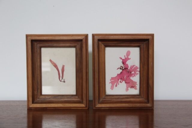 True alguier in walnut frame France 1960