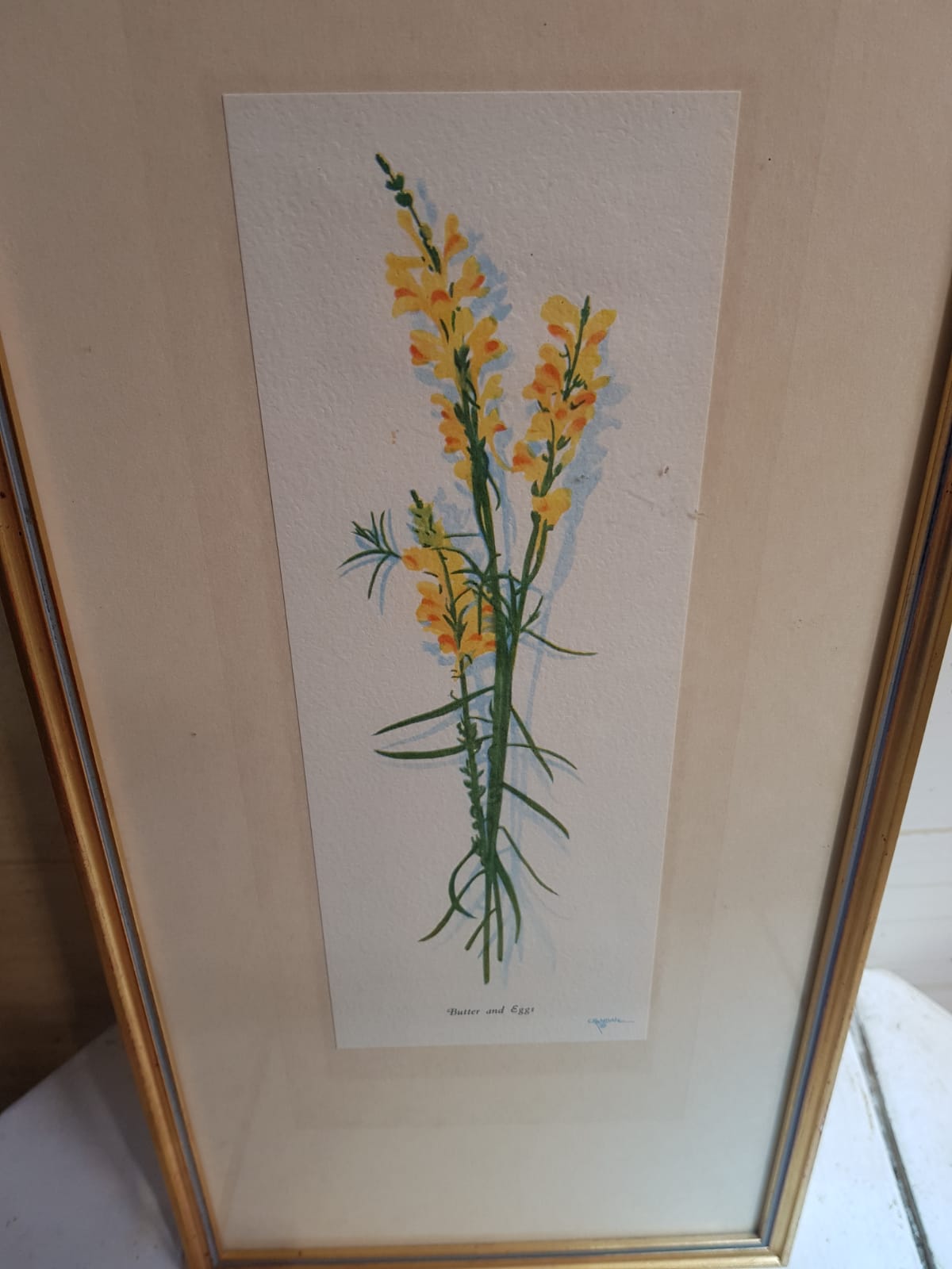 Series 4 Old Botanical Boards Flowers GRANDALL + Frame Gilded Wood Vintage