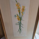 Série 4 Anciennes Planches Botaniques Fleurs GRANDALL + Cadre Bois Doré Vintage
