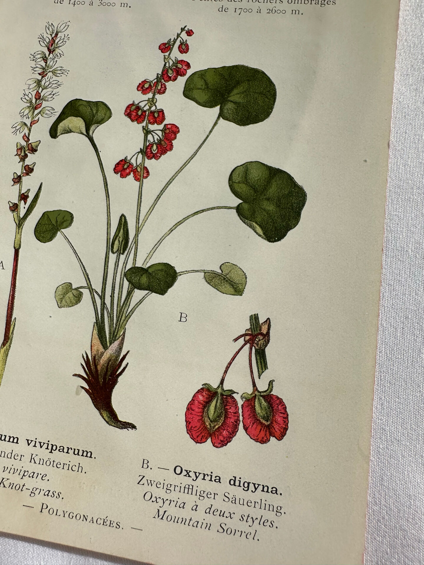 Naturalist Plate – 19th Century Botanical Engraving, Double-Sided