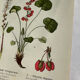 Naturalist Plate – 19th Century Botanical Engraving, Double-Sided