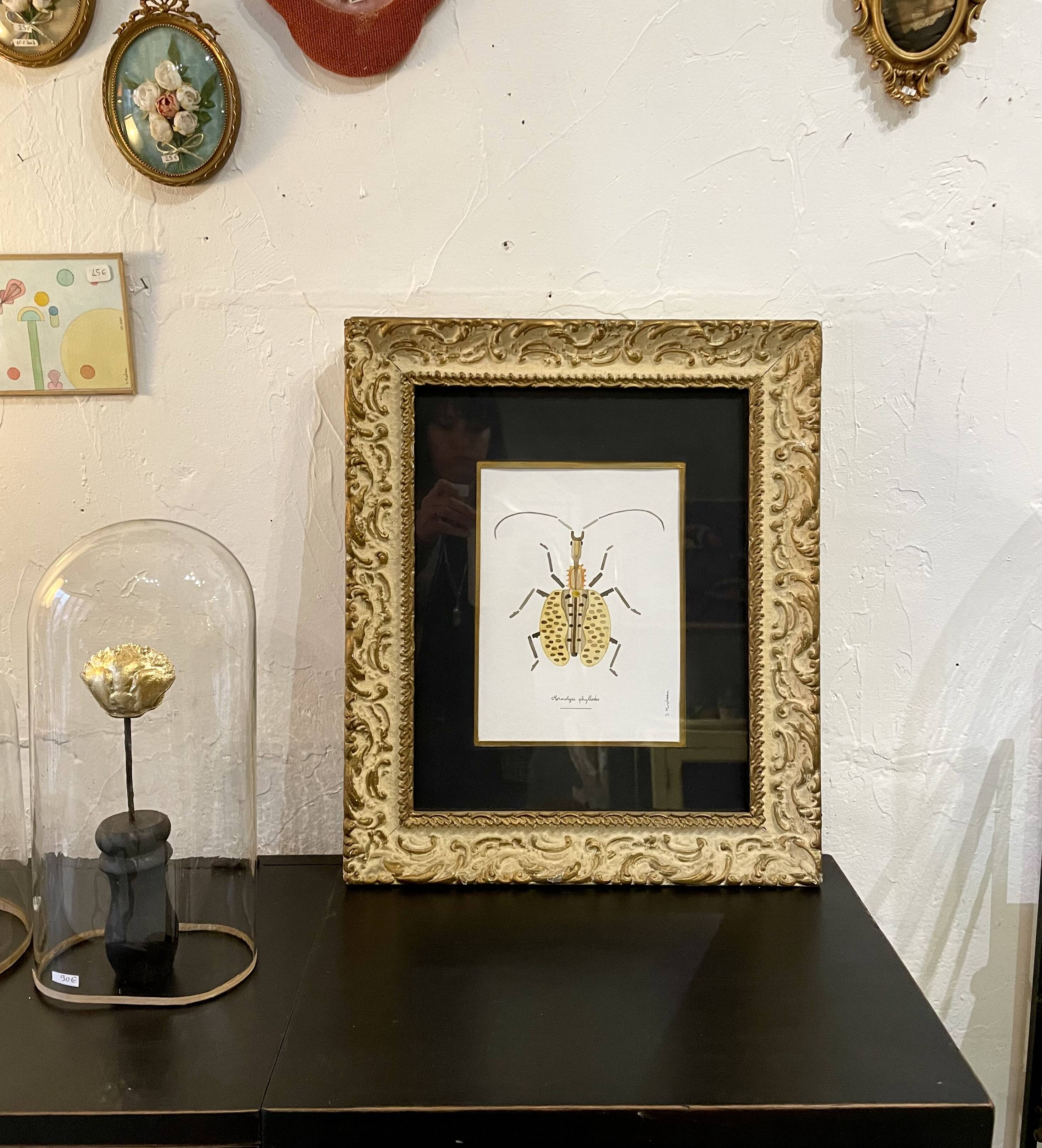 Insect frame