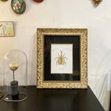 Insect frame