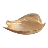 Cymbium volute shell from Senegal, 1970s