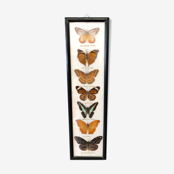 Cadre 7 papillons naturalisés